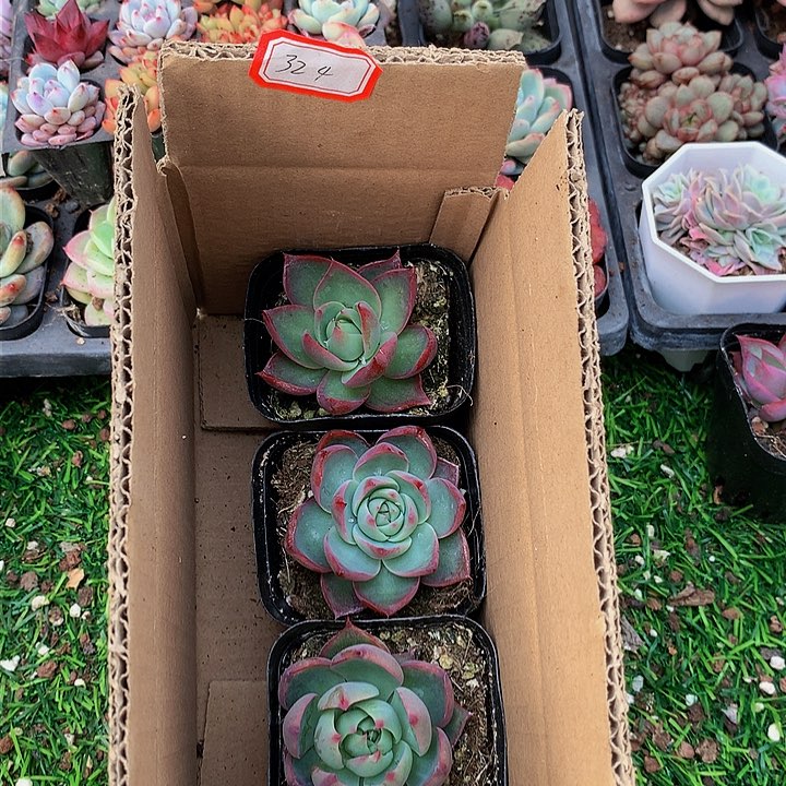 A324惊鸿仙子多肉