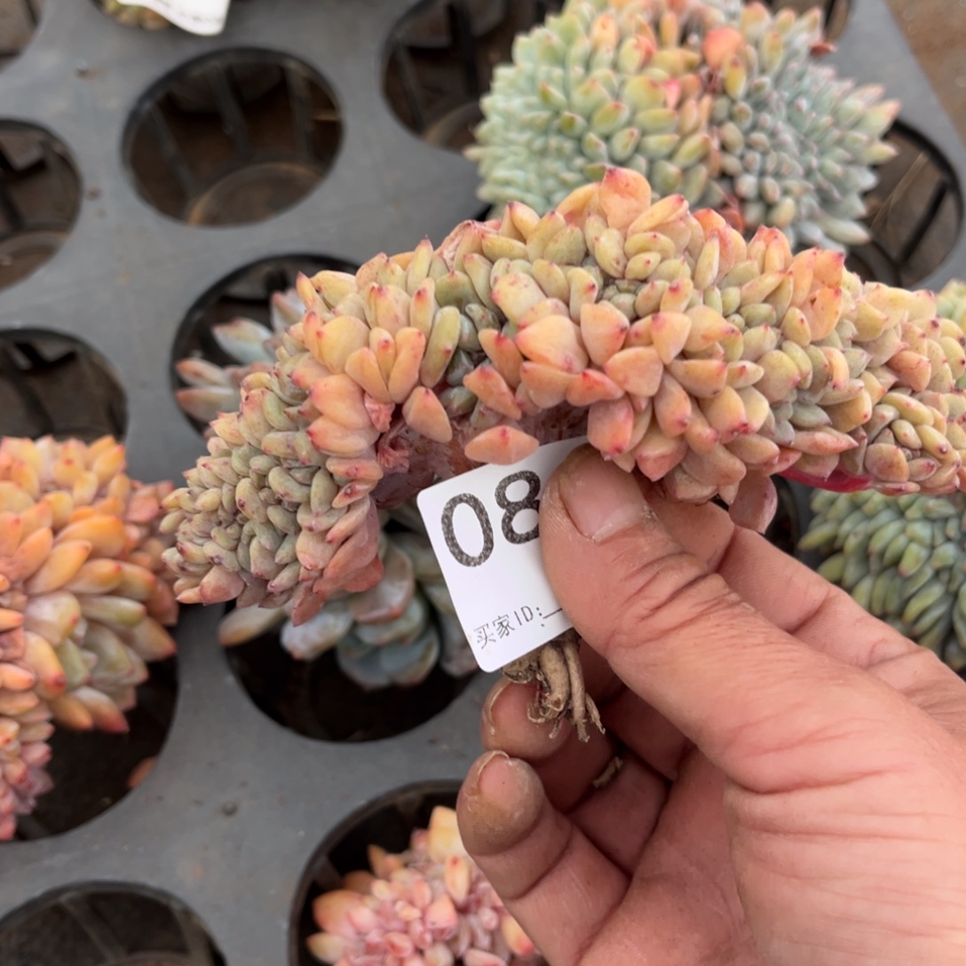 星***光086橙梦露橙梦露橙梦露