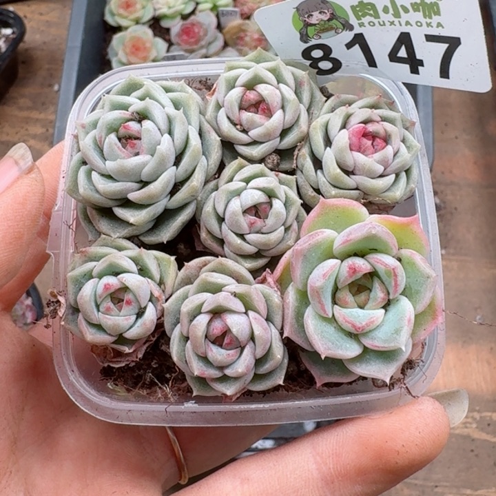 多肉植物多肉植物