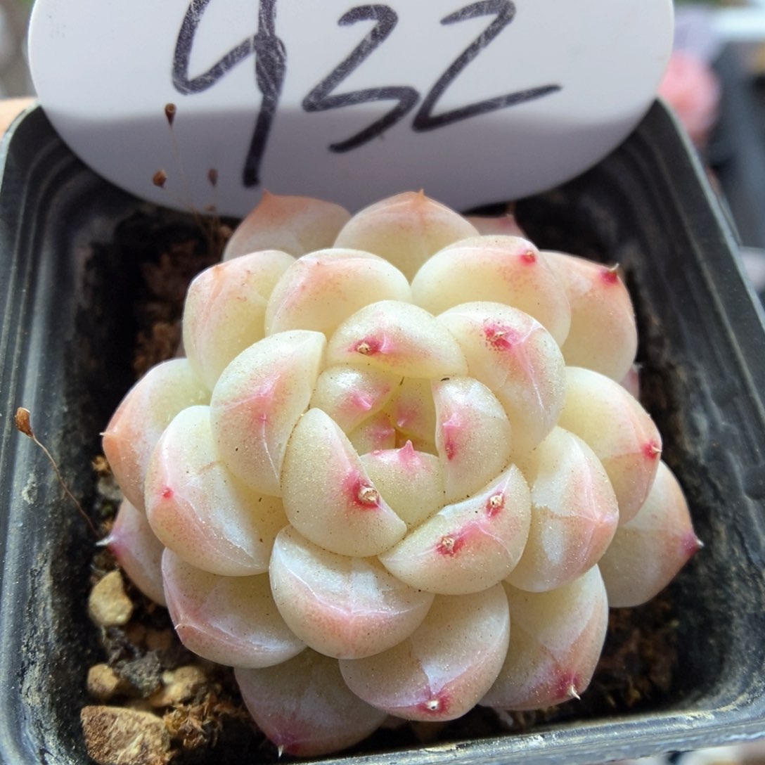 糖心珍妮微瑕可拍932号 