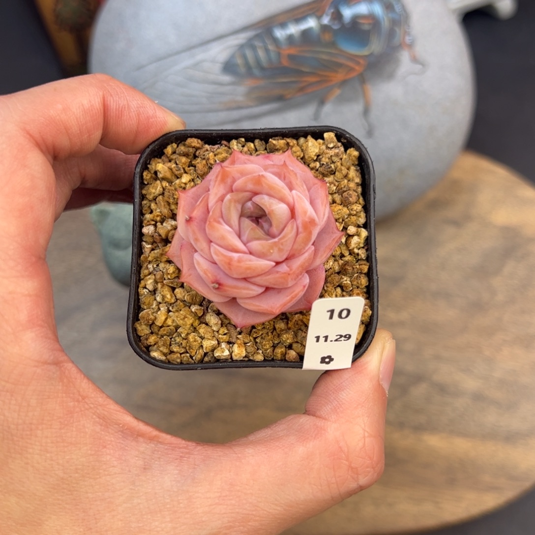 好好看10、哈哈哈哈