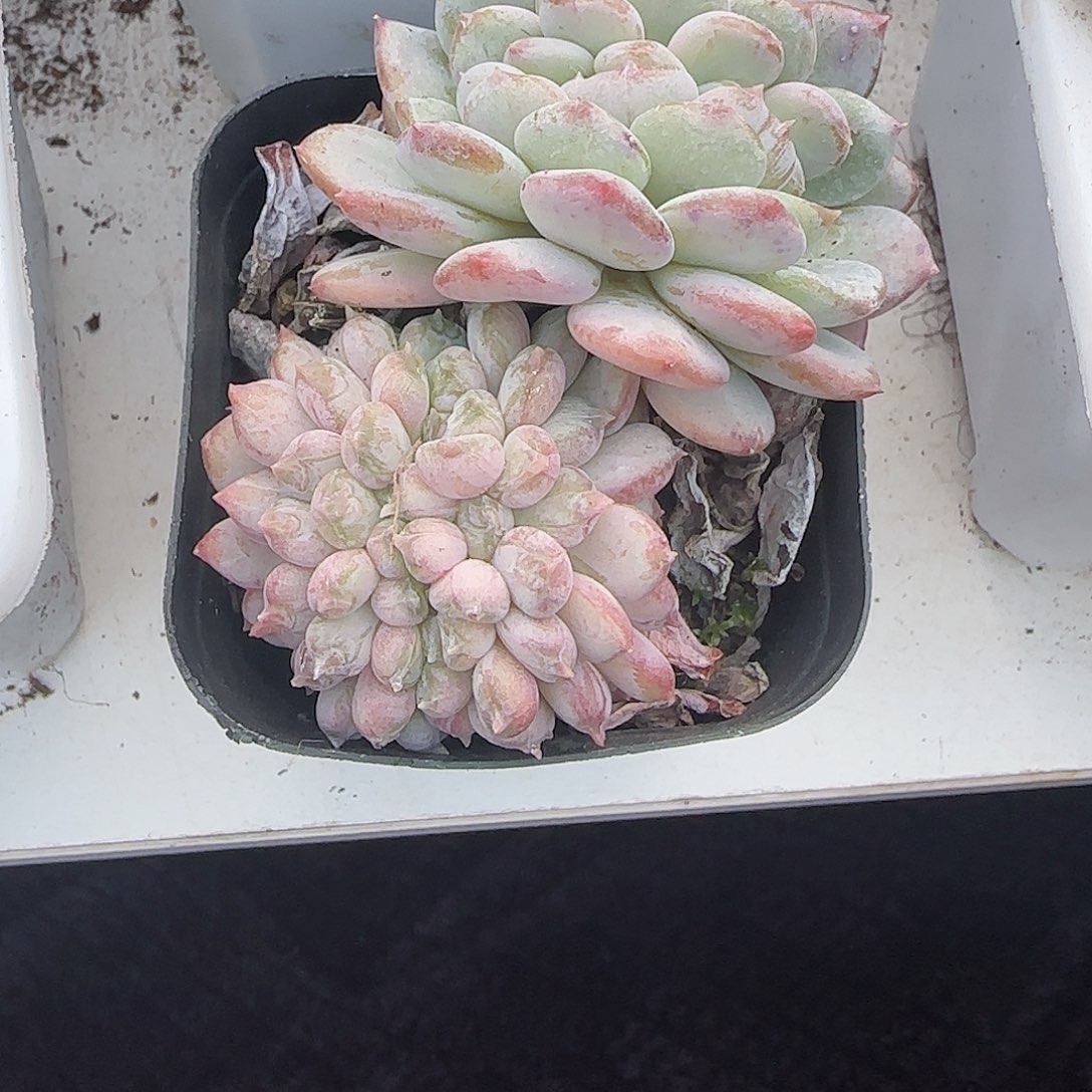 青蛙王子儿童牙膏套装。