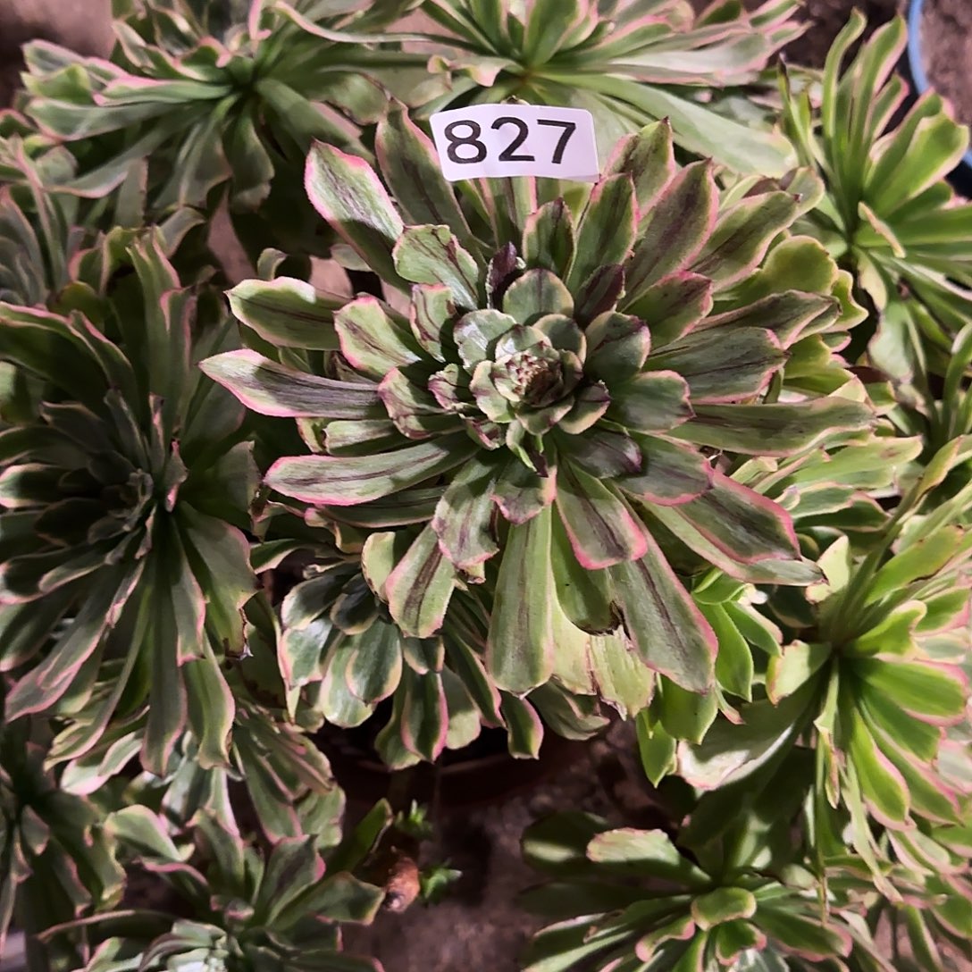 多肉植物法师黛玉827