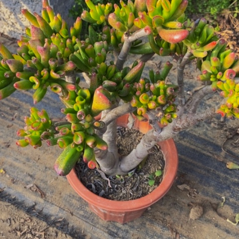 吸财树多肉植物@