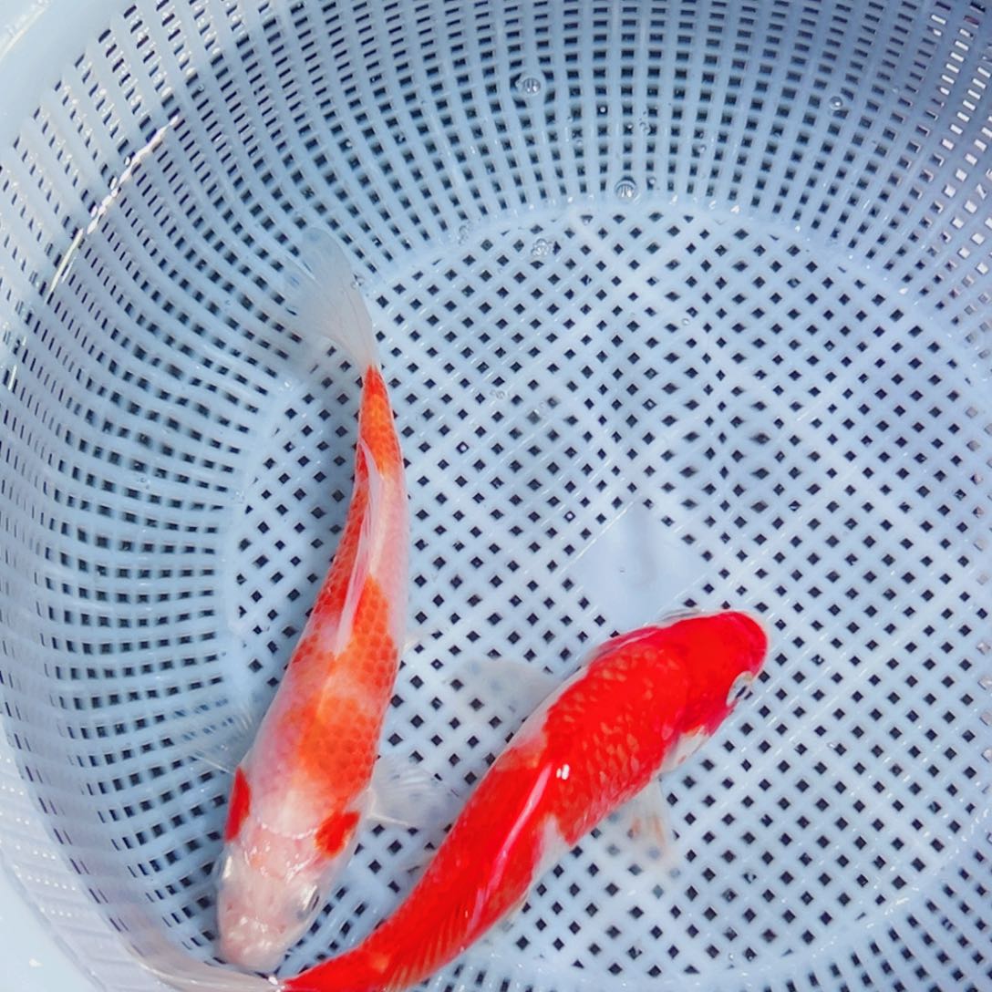 锦鲤锦鲤观赏鱼1111