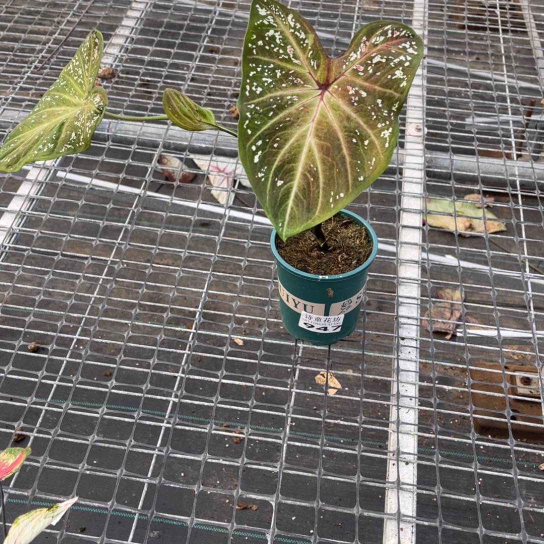 P***_无花朵          947泰彩不包售后