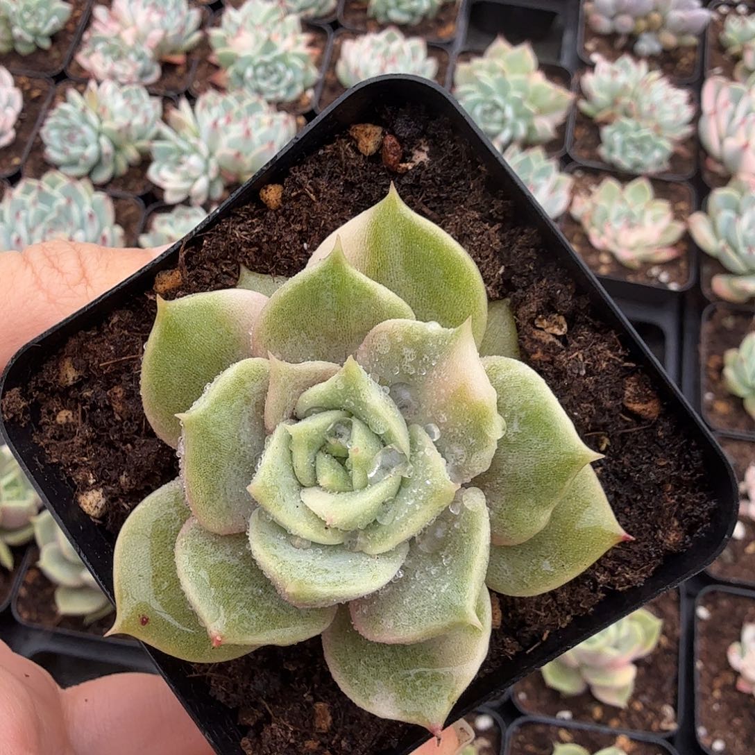 贝加尔湖锦，少锦