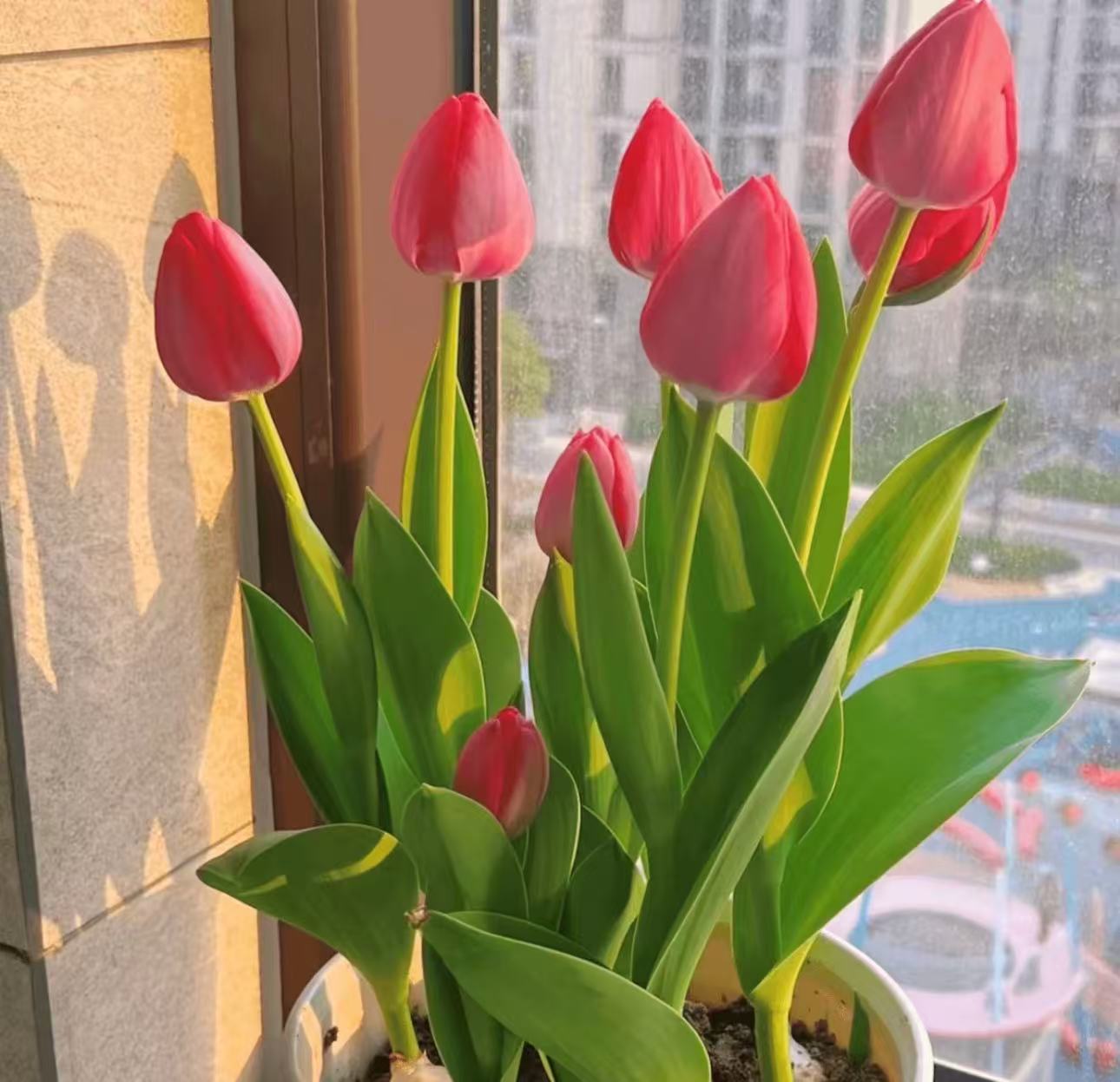 【郁金香】瑕疵i球