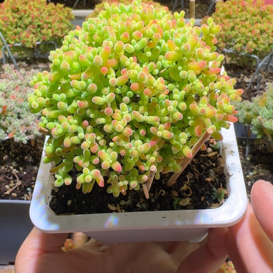 蜜橘糖球枝干番杏319