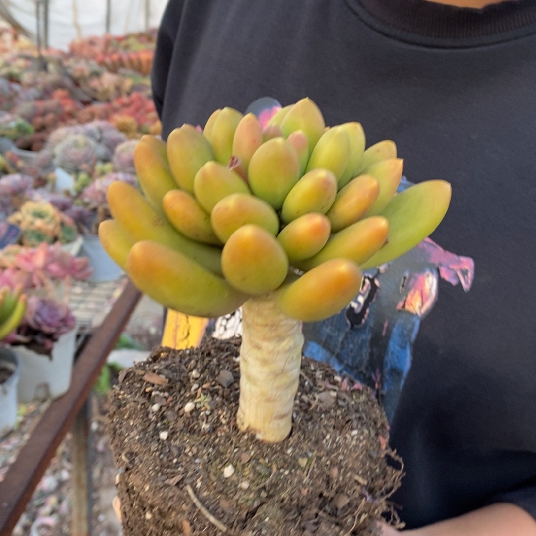 金蝉大单头老桩多肉