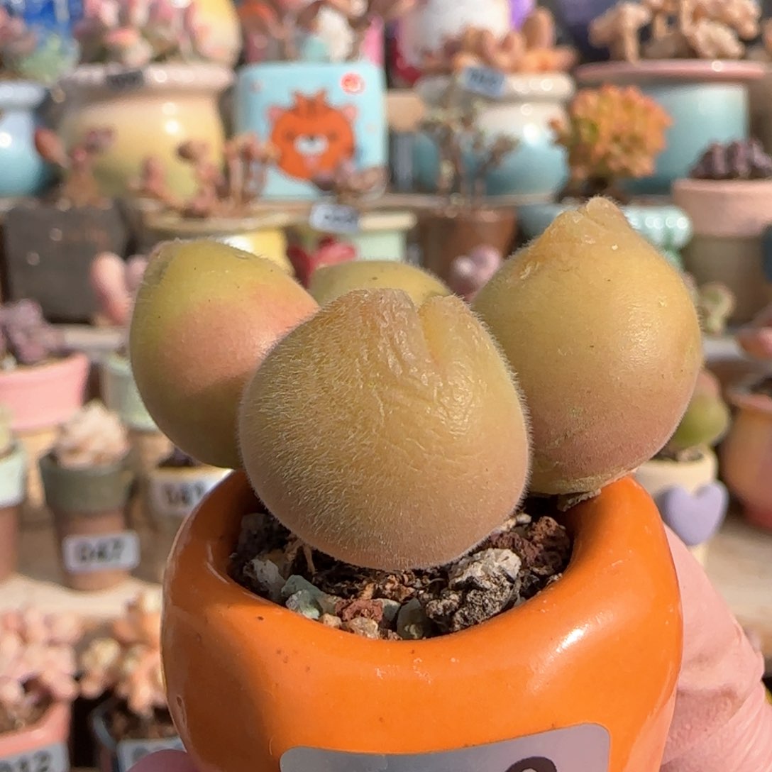 优选 稀有黄体毛翠 一物一拍