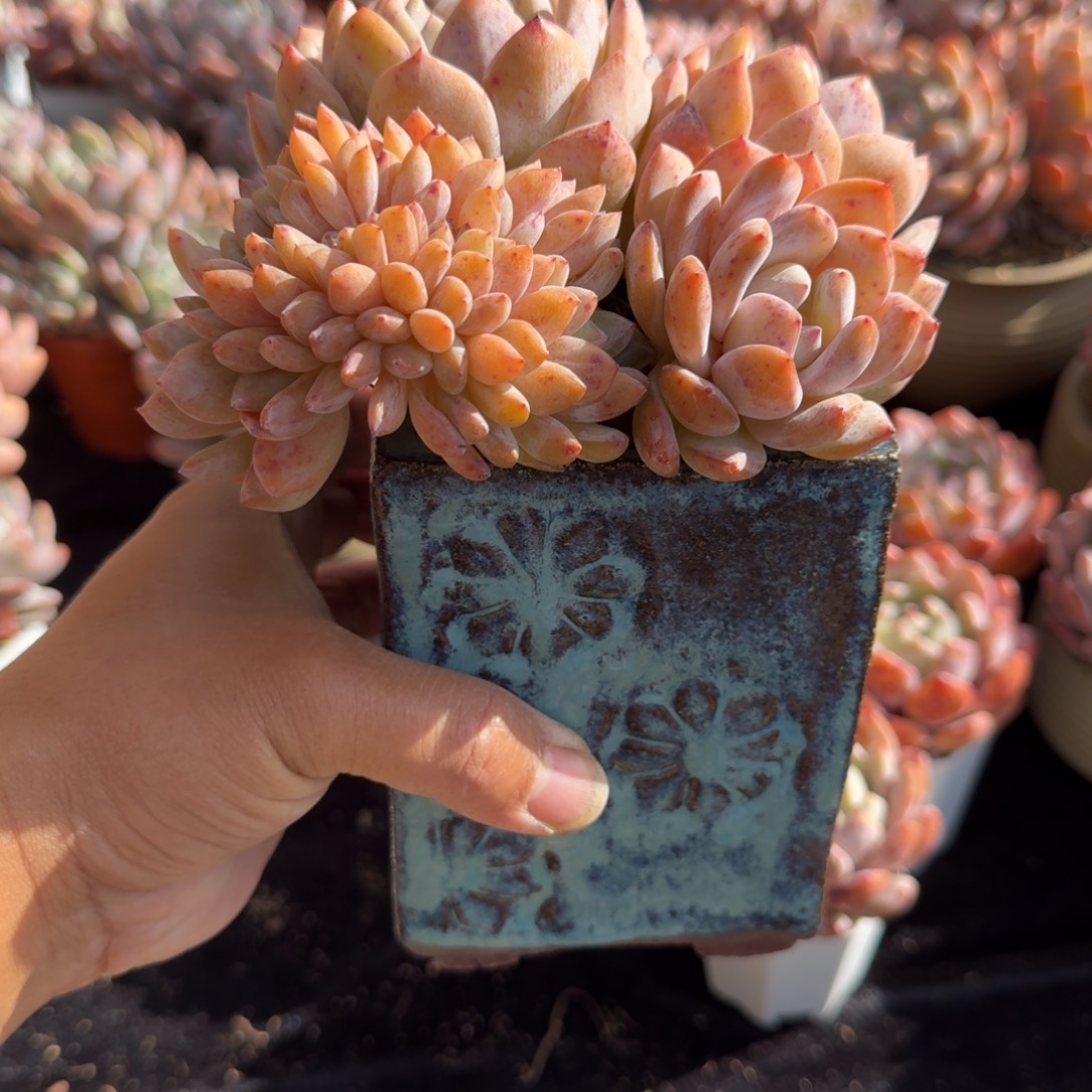 全状态群缀，14公分左右