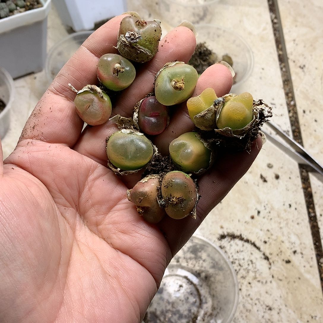 轻*D57多肉植物保护