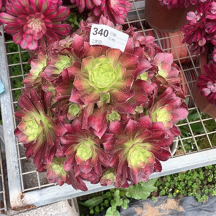 多肉法师多肉350