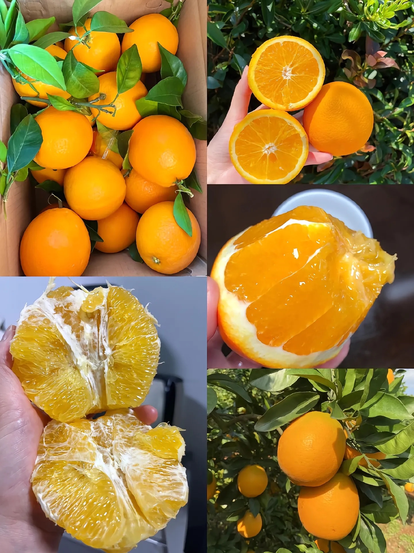 （极兔快递）赣南脐橙5斤包邮当季新鲜多汁橙子