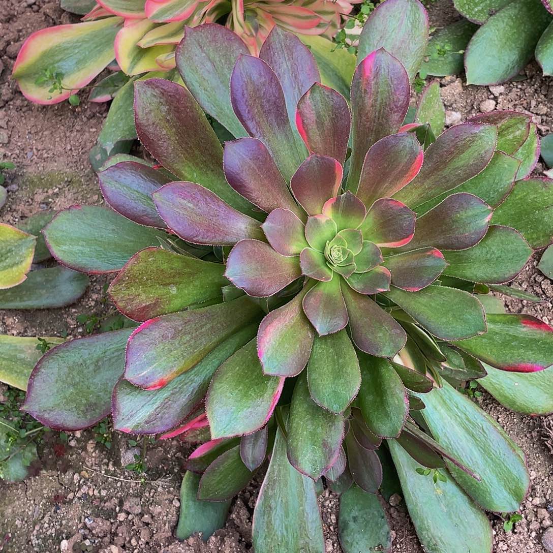 3968香妃七彩多肉植物