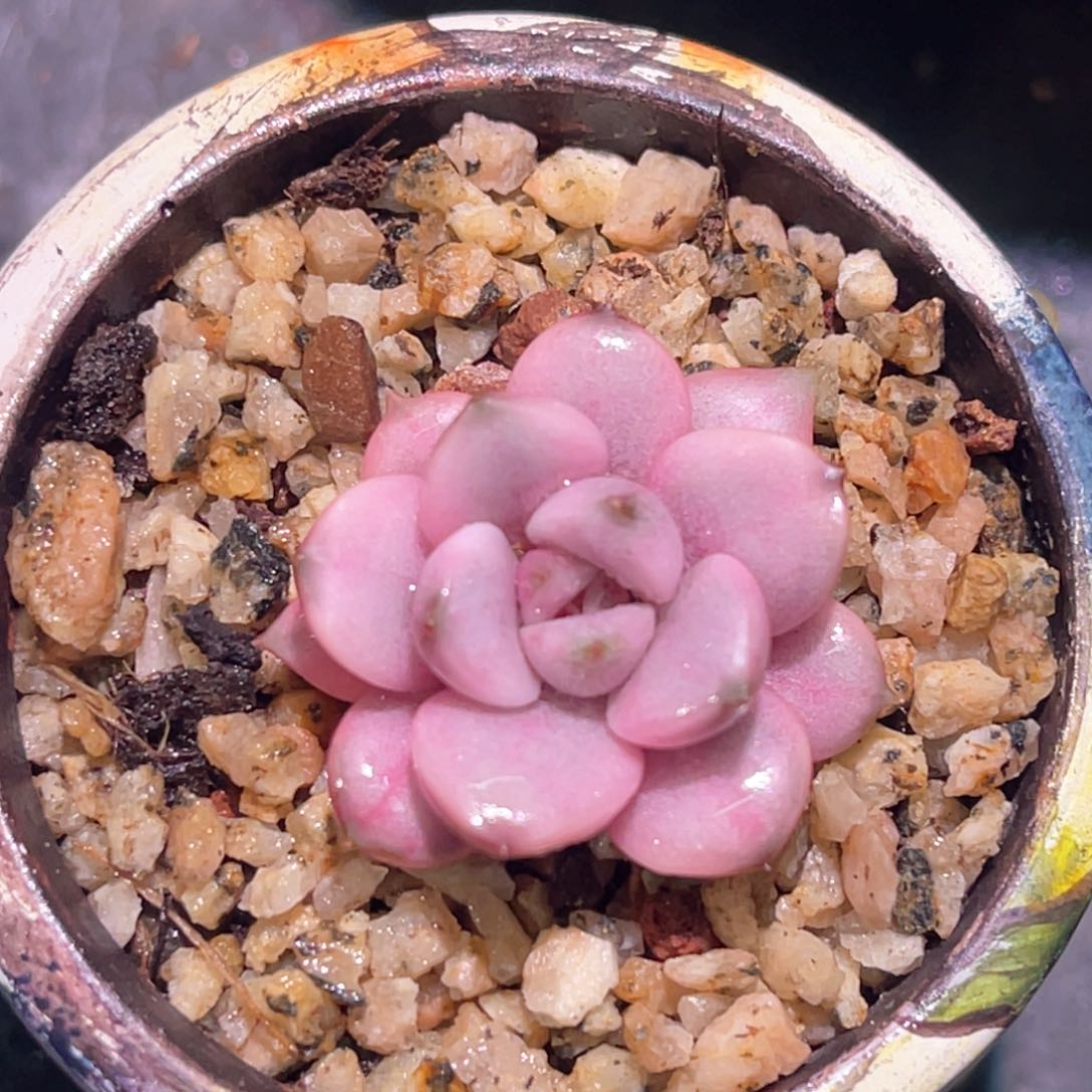 多肉特价葡萄锦头盖