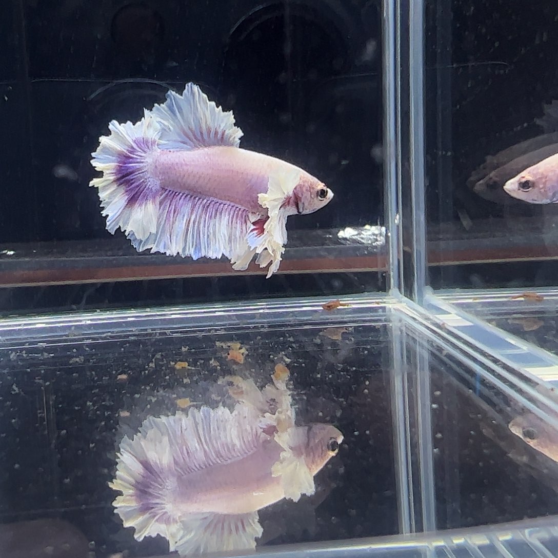 斗鱼编号2直播链接