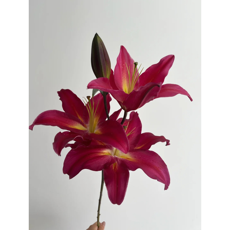 【黑凤梨】香水百合 一单包邮 云南鲜花昆明基地现采现发