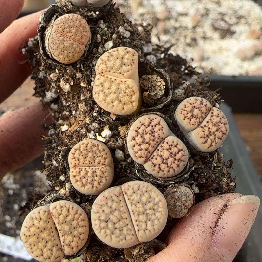 12.9爱萌多肉母本120朝贡福利8073