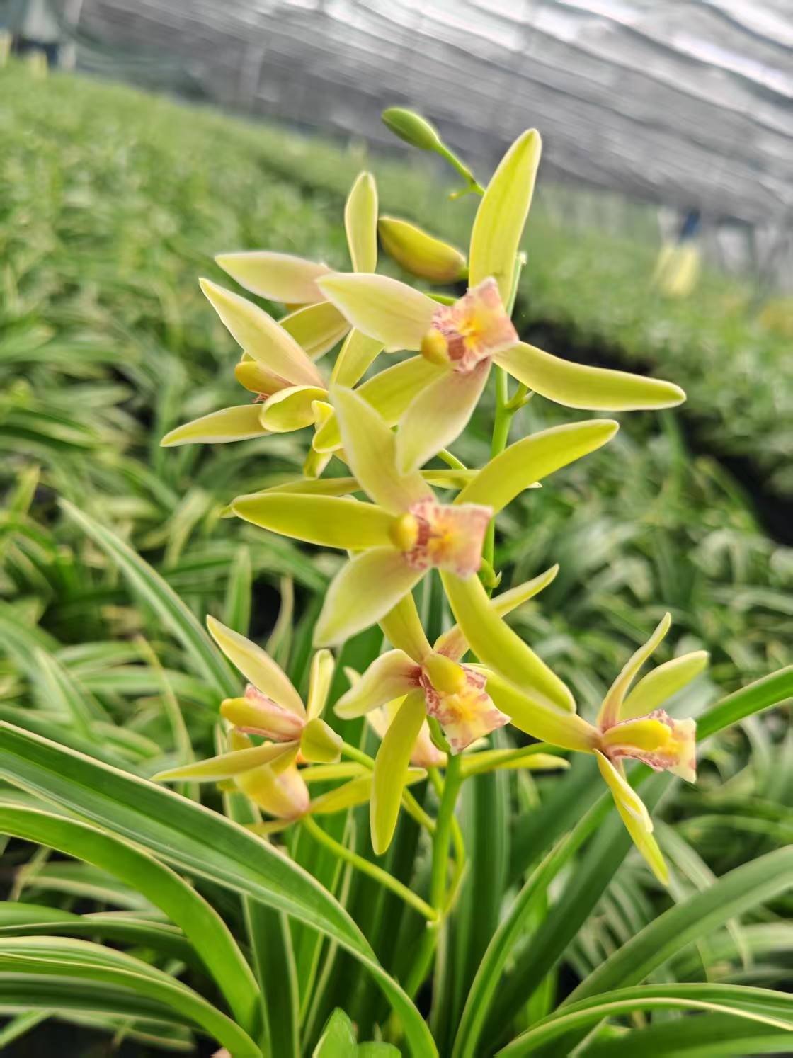 建兰【金边大果冠】花香凤舞九天清香型兰花客厅玄关花卉盆栽室内