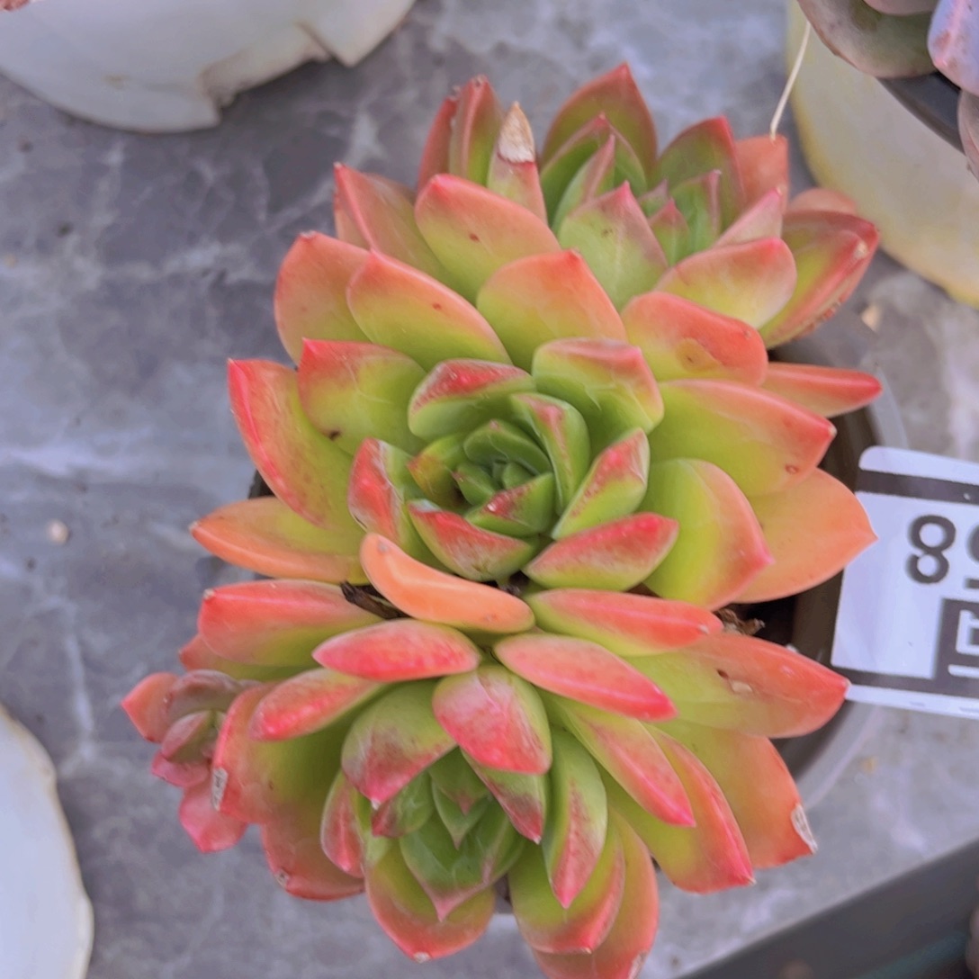 翠鸟31158多肉植物