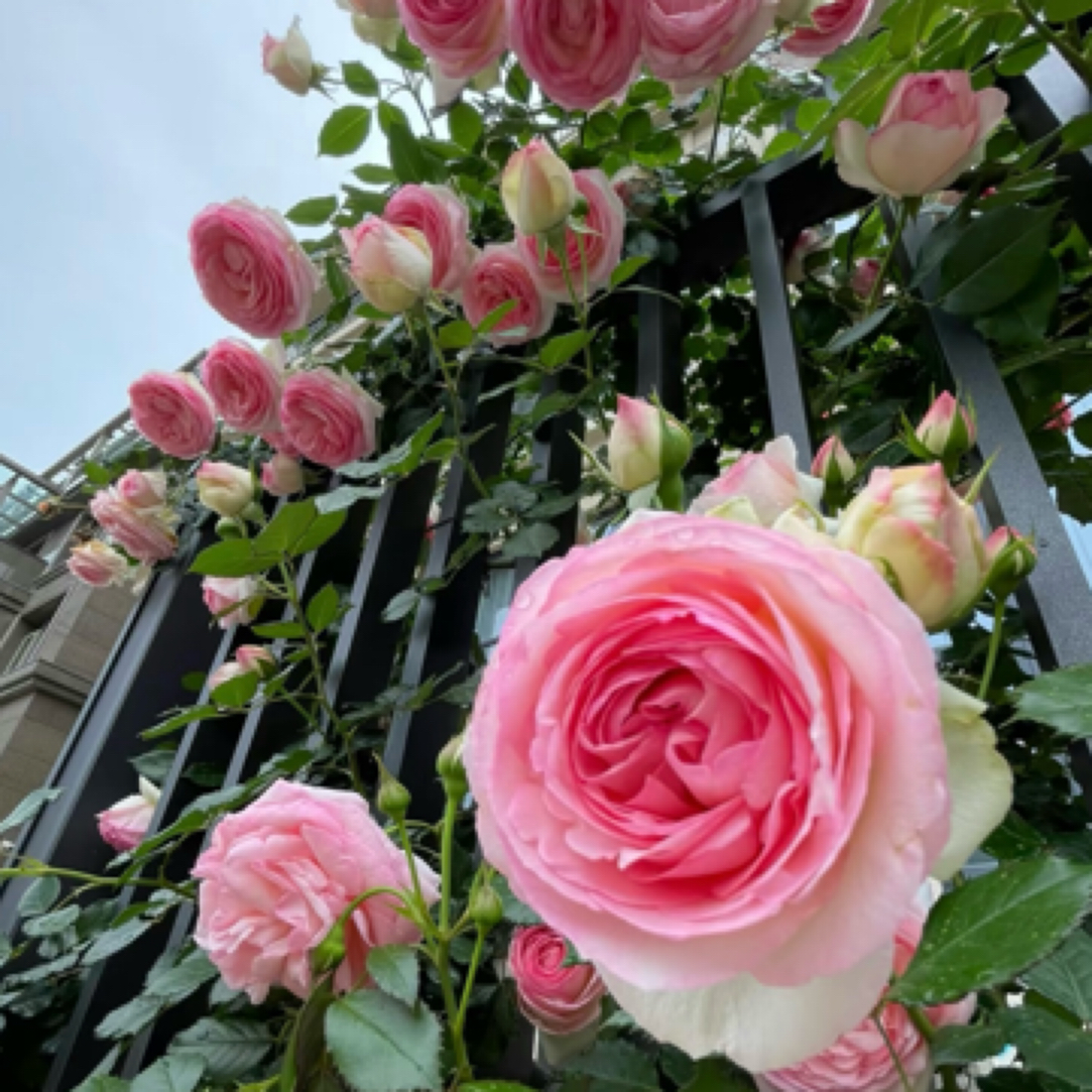 爬藤蔷薇花苗大花浓香庭院爬藤植物盆栽阳台易活四季开花