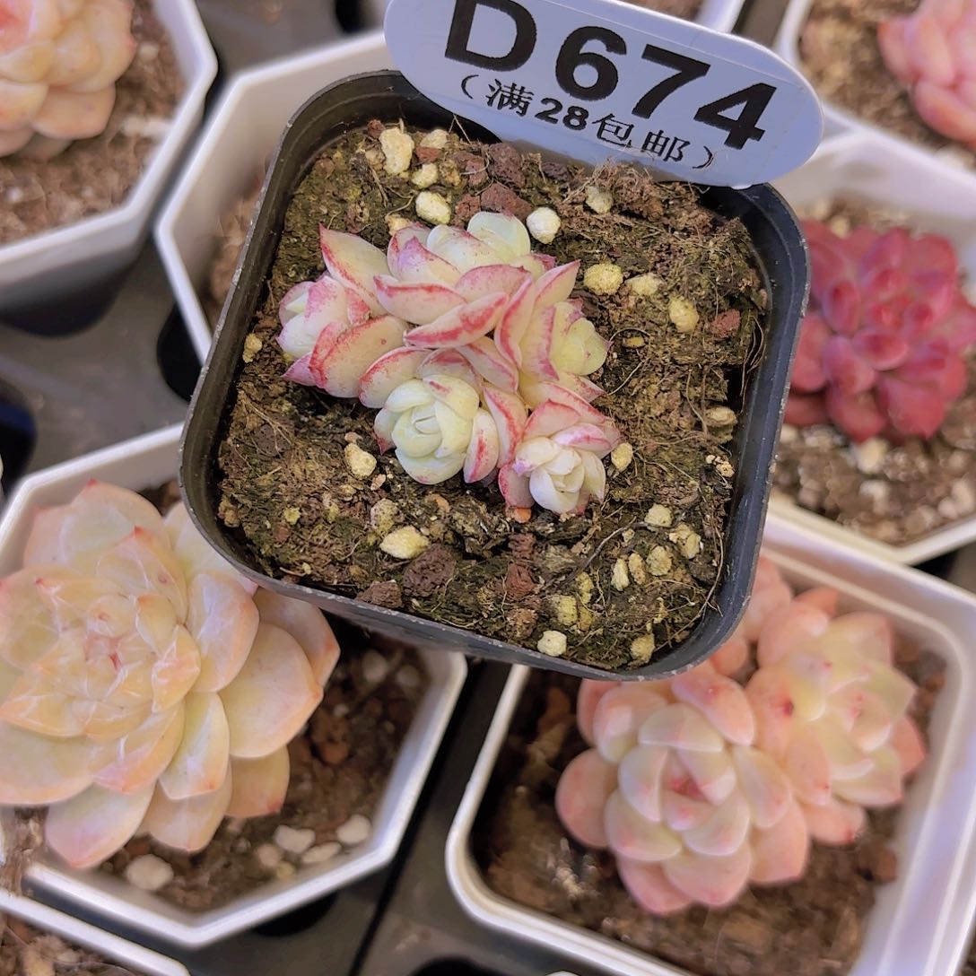 D674胖虎群一物一拍