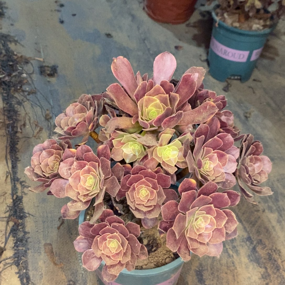 欧嘉莉多肉植物033
