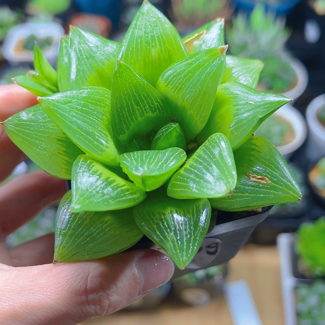 帝王玉露玉露多肉植物一颗