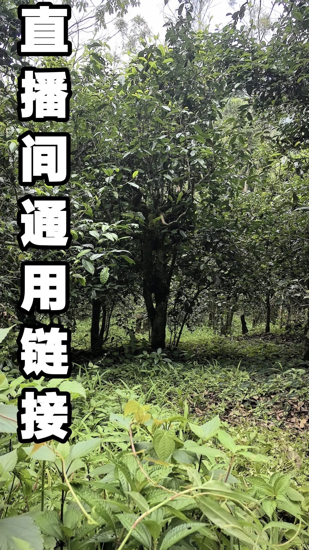 2024年广别晒红茶饼200g