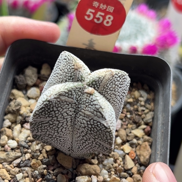 实生四角带V恩冢鸾凤玉3.7cm