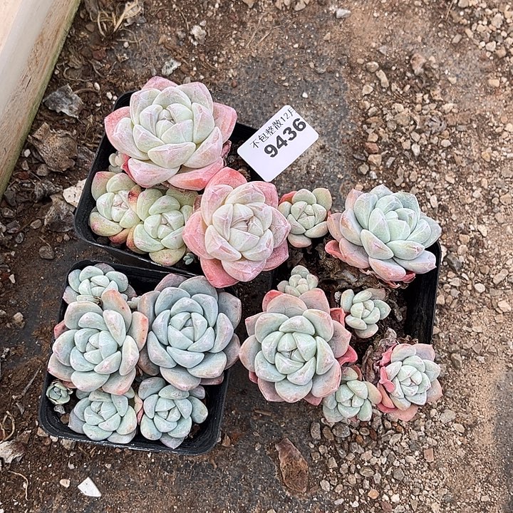 阿雅园艺。        9436