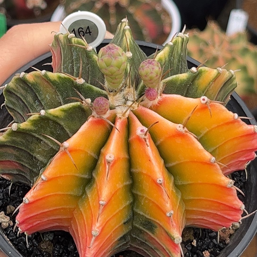 泰系实生肋骨锦164