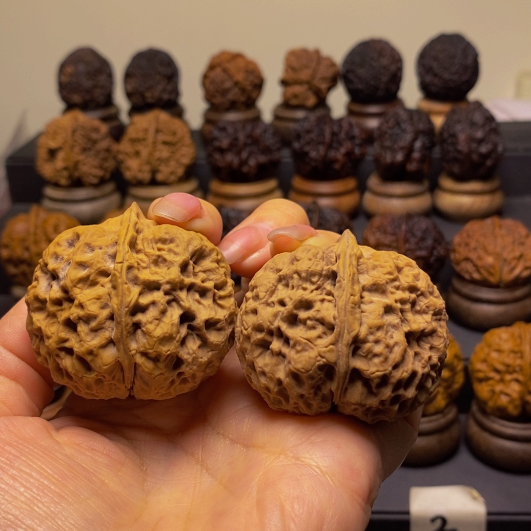 龙脊蝉46尺寸云南的玩