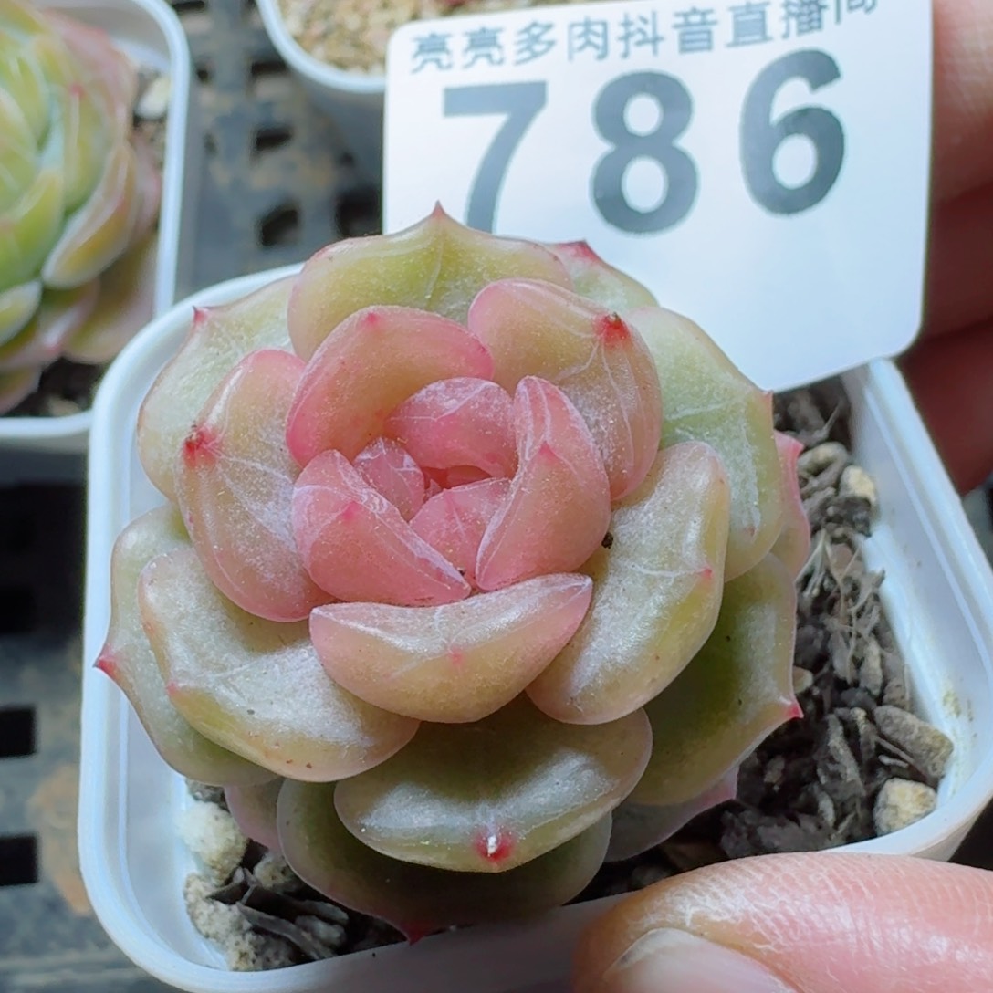 彩色恋人         多肉植物