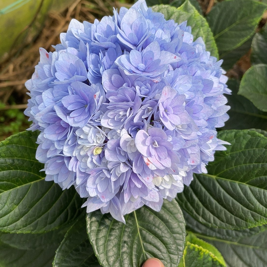 绣球切花一物一拍3枝起包邮，46