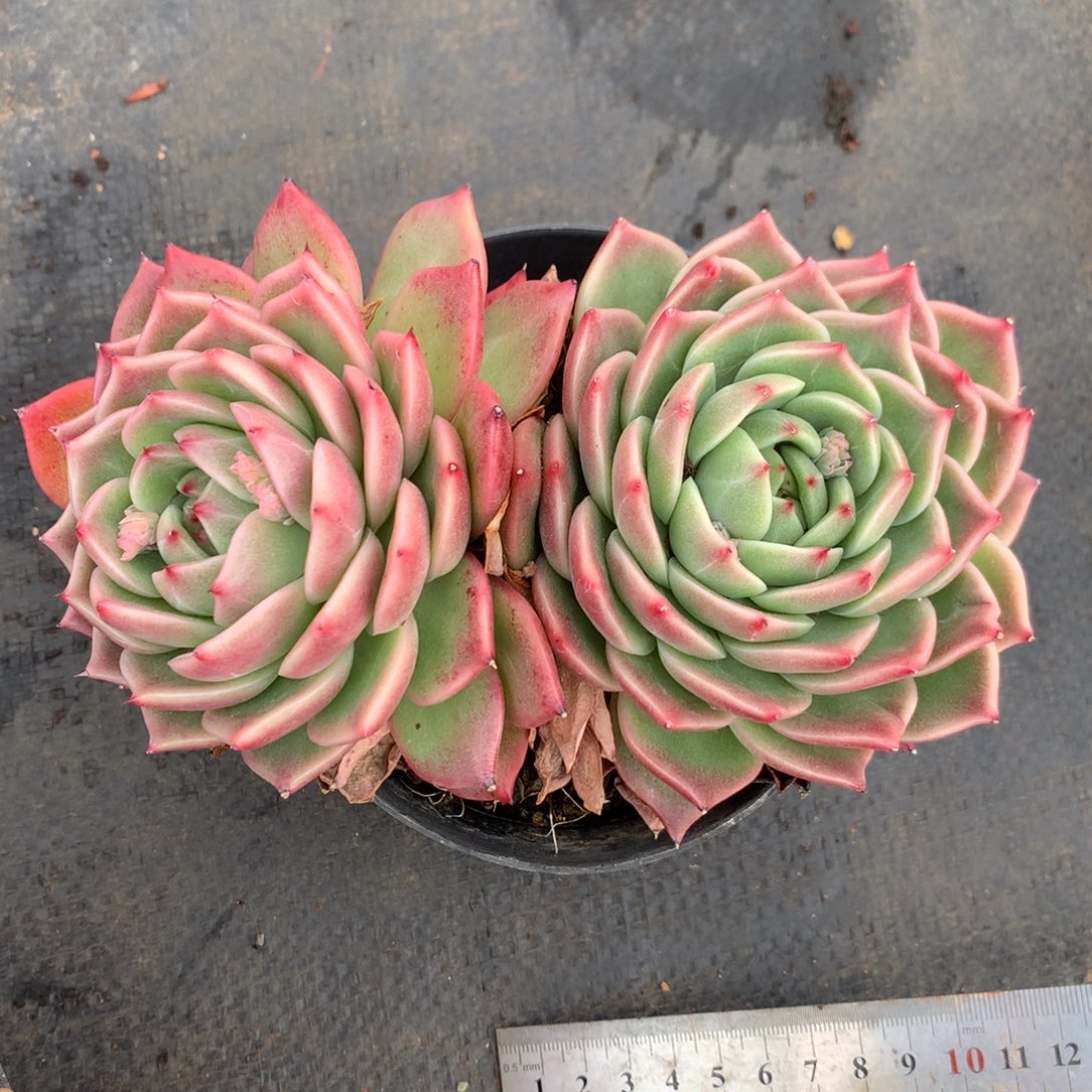 848杂交多肉15厘米