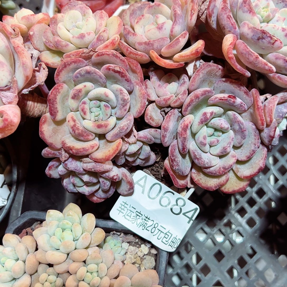 幸运的是我的朋友们都