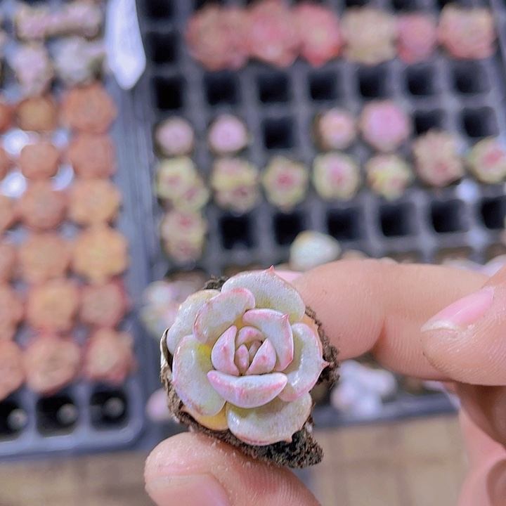 露娜莲【满10颗包邮】