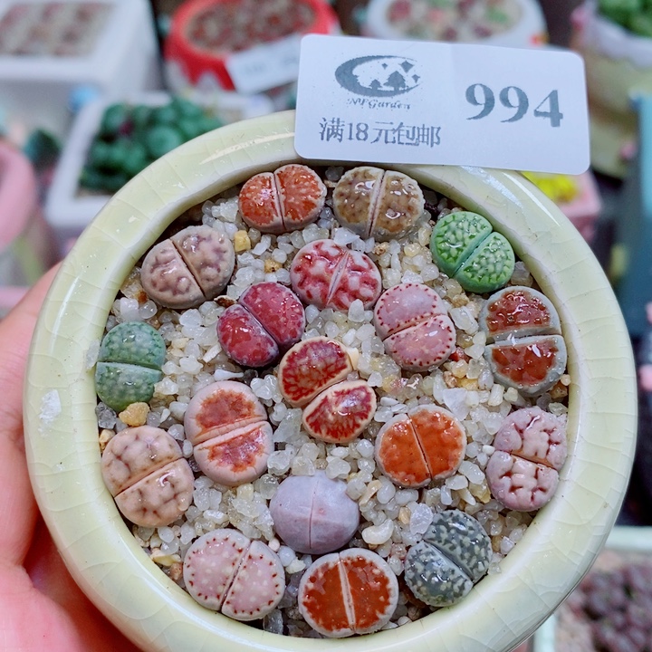 生石花花花花开了994