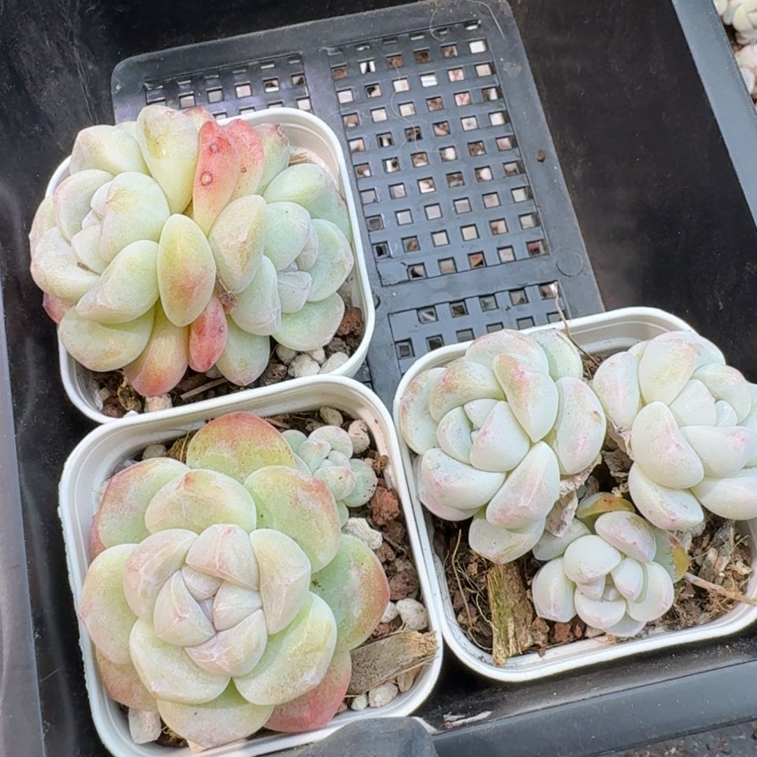 67 号1框江北多肉