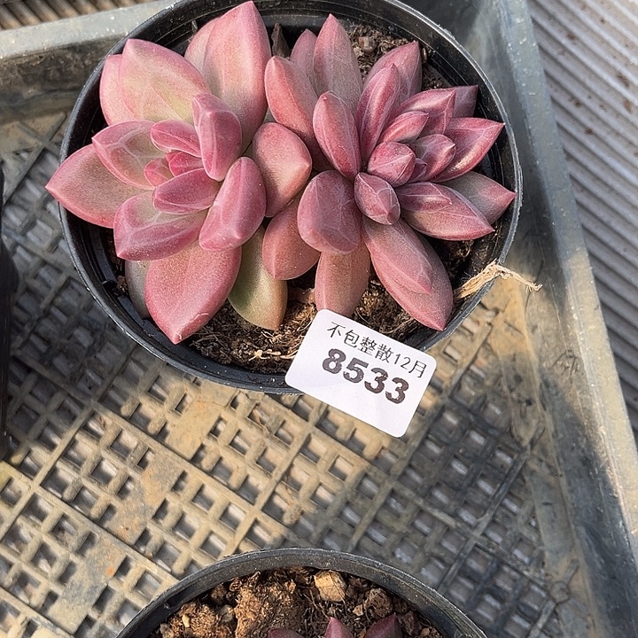 橙***橙阿雅园艺。        8533迷雾泡