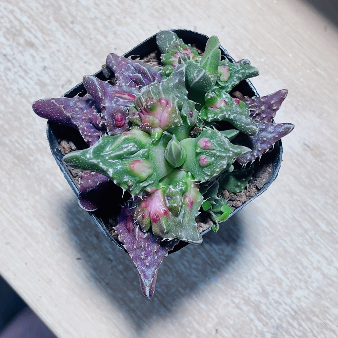 怒涛新手好养的得