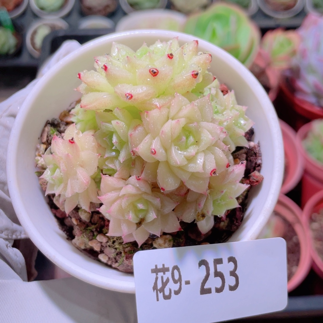 花利美9-253麦秆群