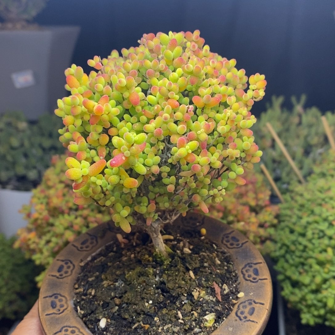 无花朵18号蜜橘糖球（带盆）