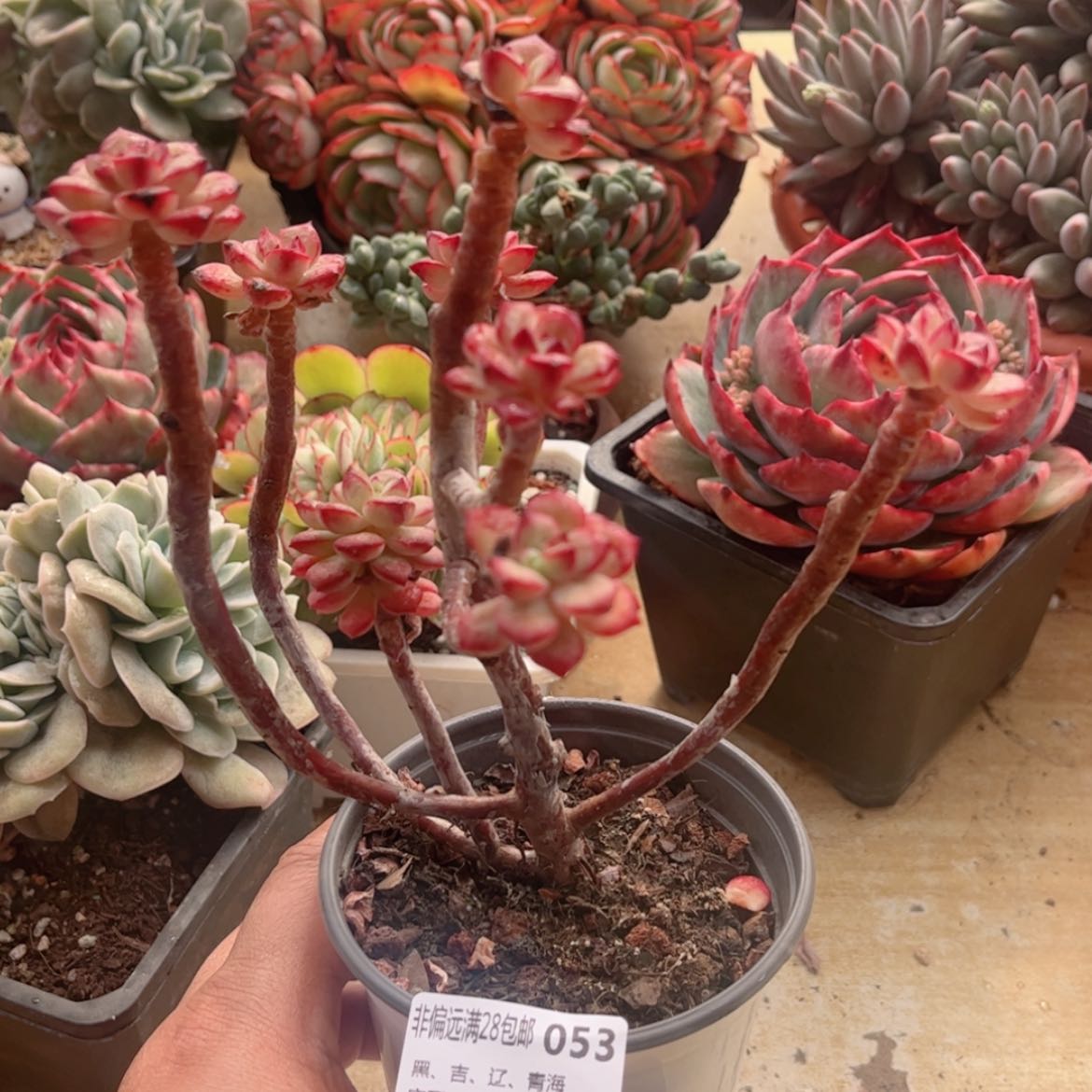 【闪购商品】053探戈