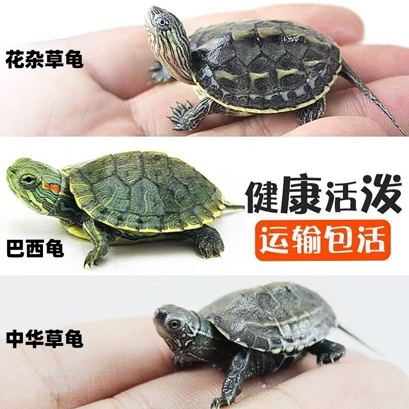 【2-3厘米】花杂龟草龟珍珠龟巴西龟黄耳龟随机一个【不包售后】
