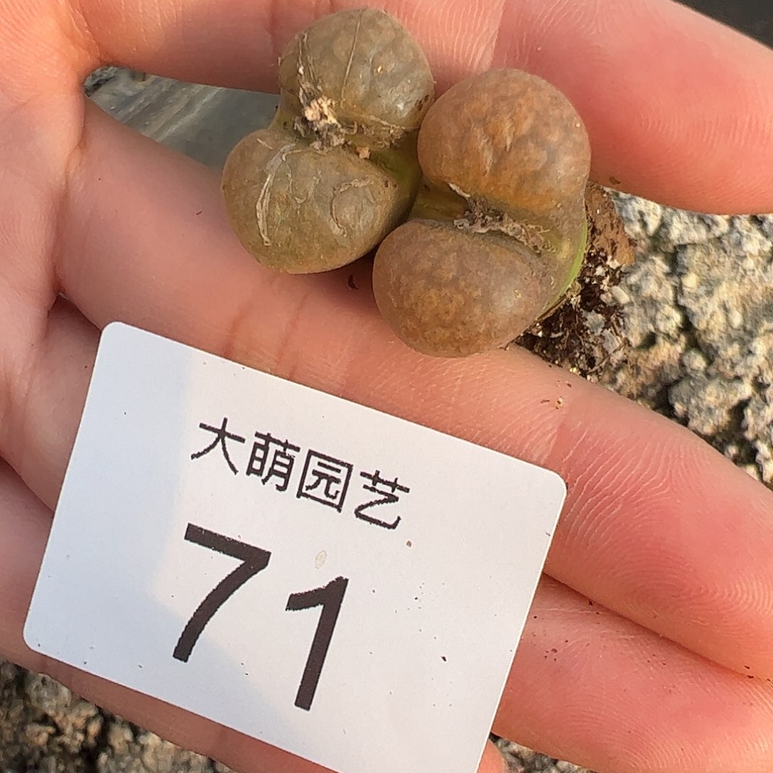 嫣***哎一物一拍2颗1808.4蛋糕风铃。 71