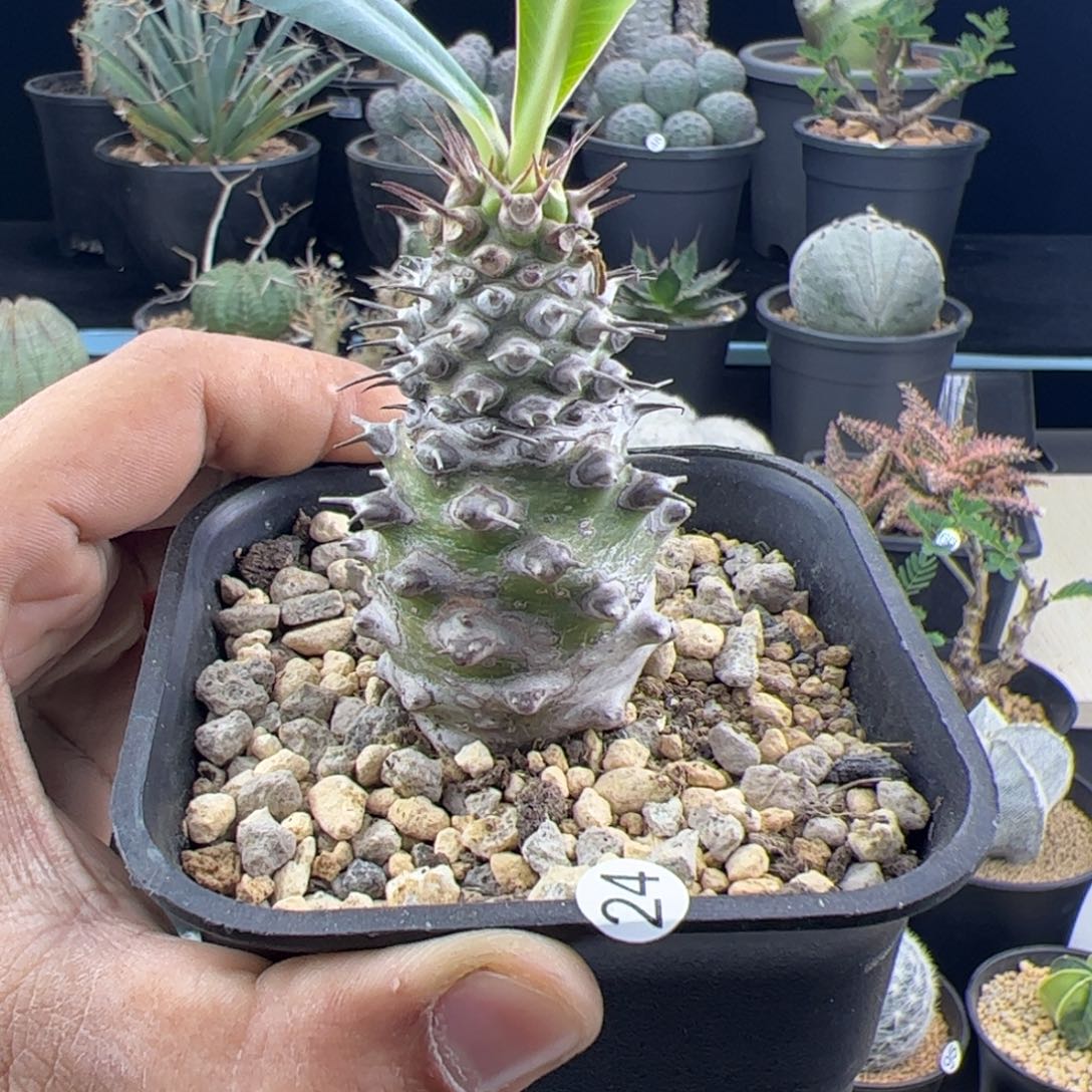 瓶干麒麟大戟一物一拍